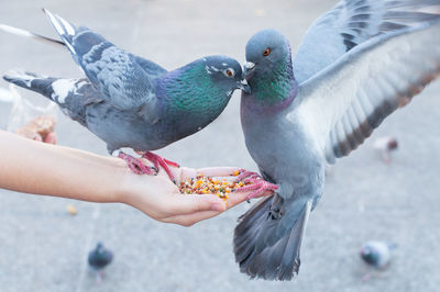 Pigeon eating from woman hand on the park,feeding pigeons in the park at the day time,feed the birds