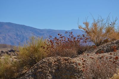 Plants growing on land against sky