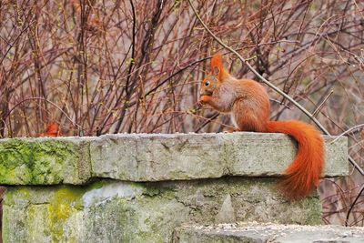 Eurasian red squirrel on wall