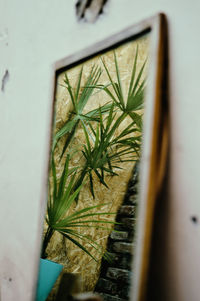 Close-up of potted plant against wall