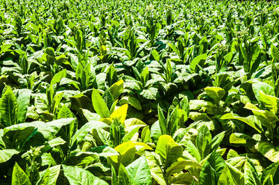 Full frame shot of corn field