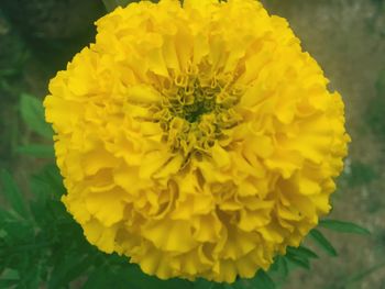 Close-up of yellow flower