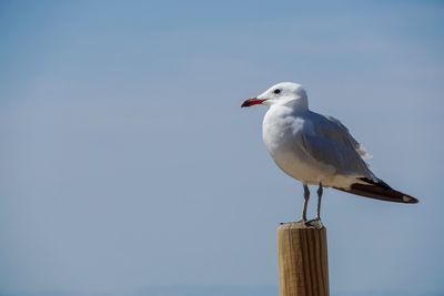 Seagull perching on wooden post against sky