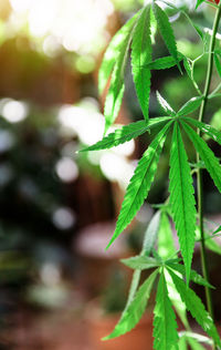 Close-up of green leaves