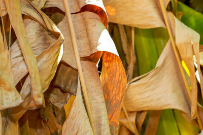 Close-up of dry leaves on plant