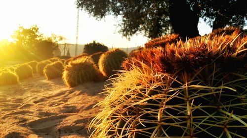 Trees on field against clear sky