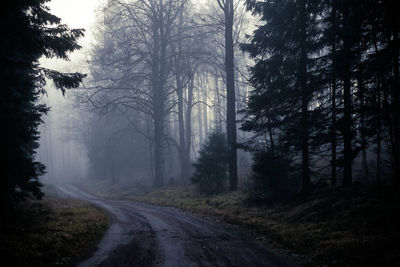 Road passing through forest