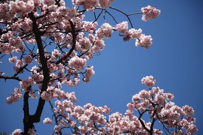 Low angle view of cherry blossoms against sky