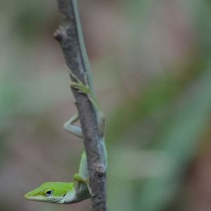 Close-up of lizard on plant