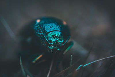 High angle view of an animal in water