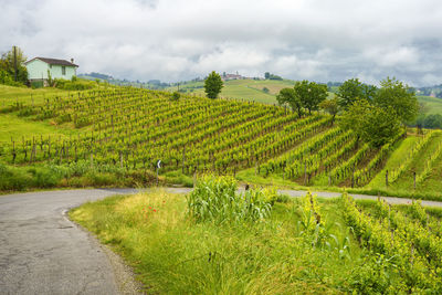 Scenic view of agricultural field against sky