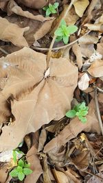 Full frame shot of leaves