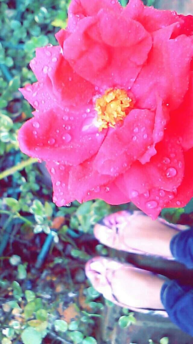 flower, petal, freshness, fragility, flower head, pink color, beauty in nature, blooming, close-up, growth, water, drop, nature, pollen, wet, focus on foreground, single flower, plant, in bloom, day