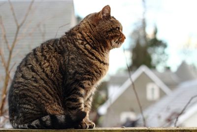 Close-up of cat