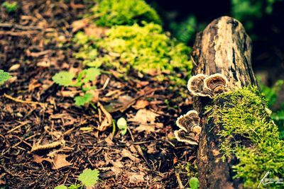 Close-up of lizard on tree in forest