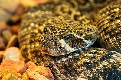 Close-up of lizard