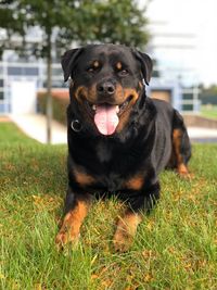 Portrait of black dog sitting on grass
