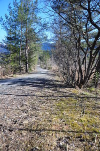 Road amidst bare trees in forest