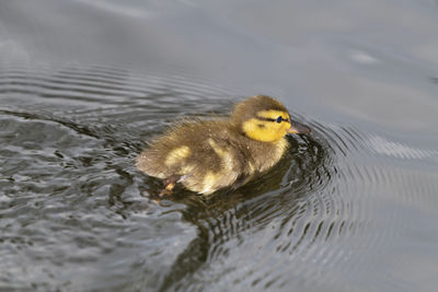 High angle view of a duck in lake