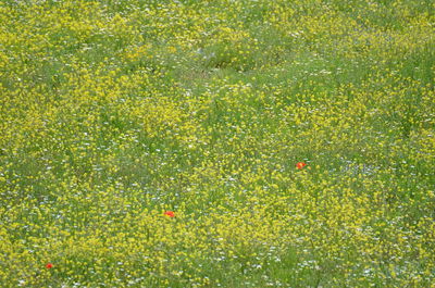 Full frame shot of flowering plants on field