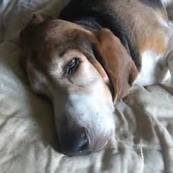 High angle view of dog sleeping on bed