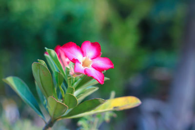 Close-up of pink flowering plant