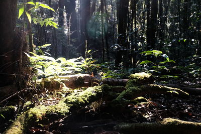 Plants and trees in forest