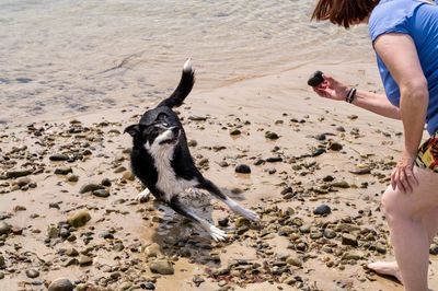 Full length of a dog on beach