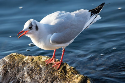 Close-up of seagull perching on a sea