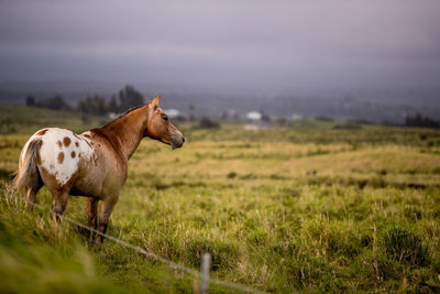 Horse standing and looking at a meadow