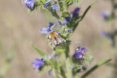 Close-up of bee pollinating on flower