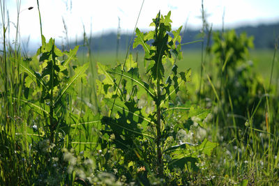Close-up of fresh green plants on field