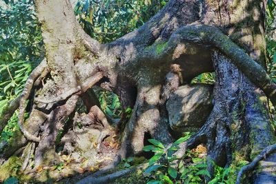 Plants growing by tree in forest