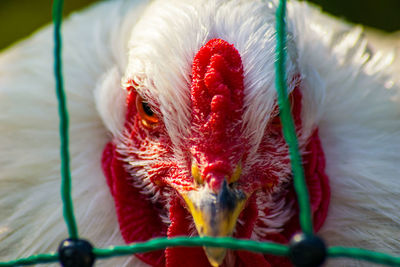 Close-up of a parrot