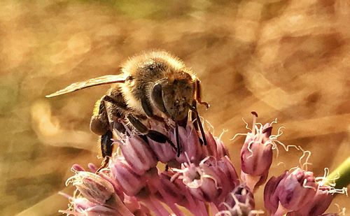 Close-up of bee on flower