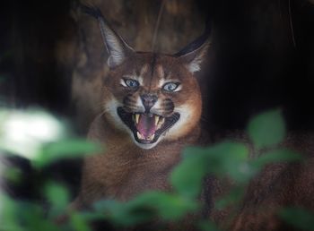 Close-up portrait of aggressive cat outdoors