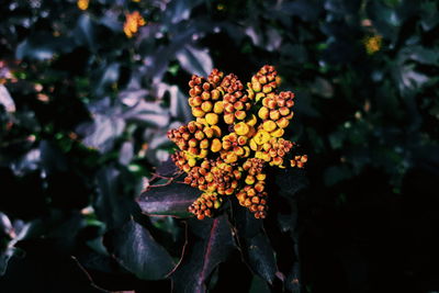 Close-up of yellow flowers growing outdoors