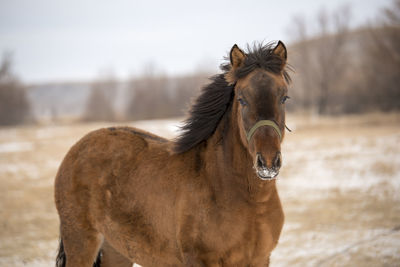 Portrait of horse in ranch