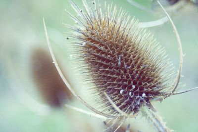 Close-up of thistle