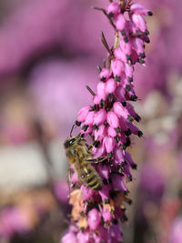 Close-up of bee pollinating on pink flower