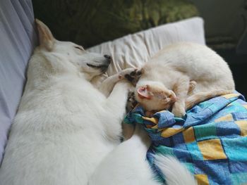 Gentle morning joint dream of a dog and a cat. friends forever.