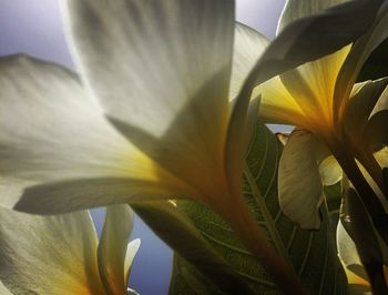 Close-up of day lily blooming outdoors