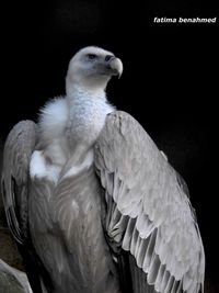 Close-up of owl perching on black background