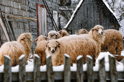 Flock of sheep in the yard in a snowy winter day