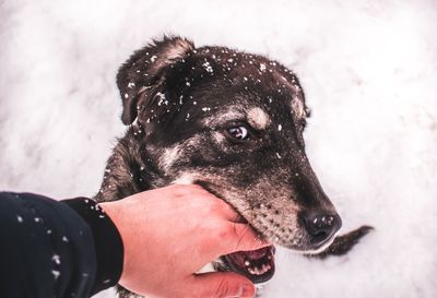 Close-up of man holding dog in snow