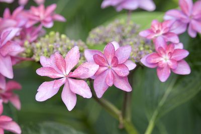 Close-up of pink flowering plant