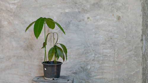 Potted plant against wall