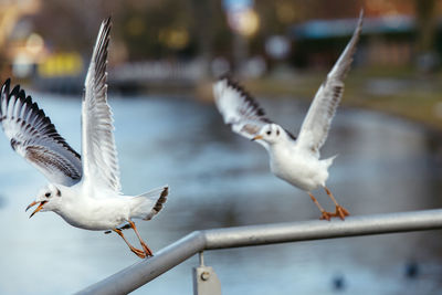 Close-up of seagull flying over water