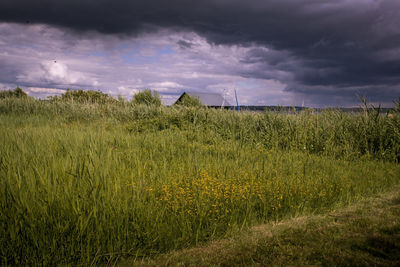 Plants growing on field against sky