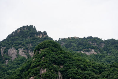 Trees on mountain against clear sky